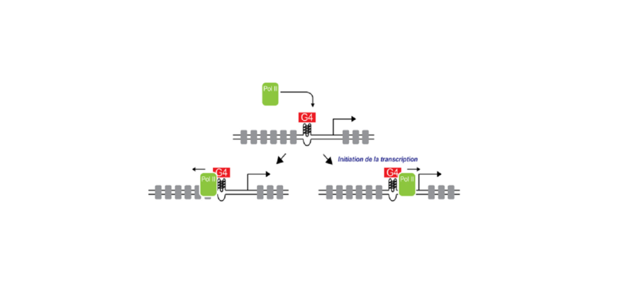 Researchers from the Institut Polytechnique de Paris contributed to a study demonstrating the role of DNA structures in gene regulation